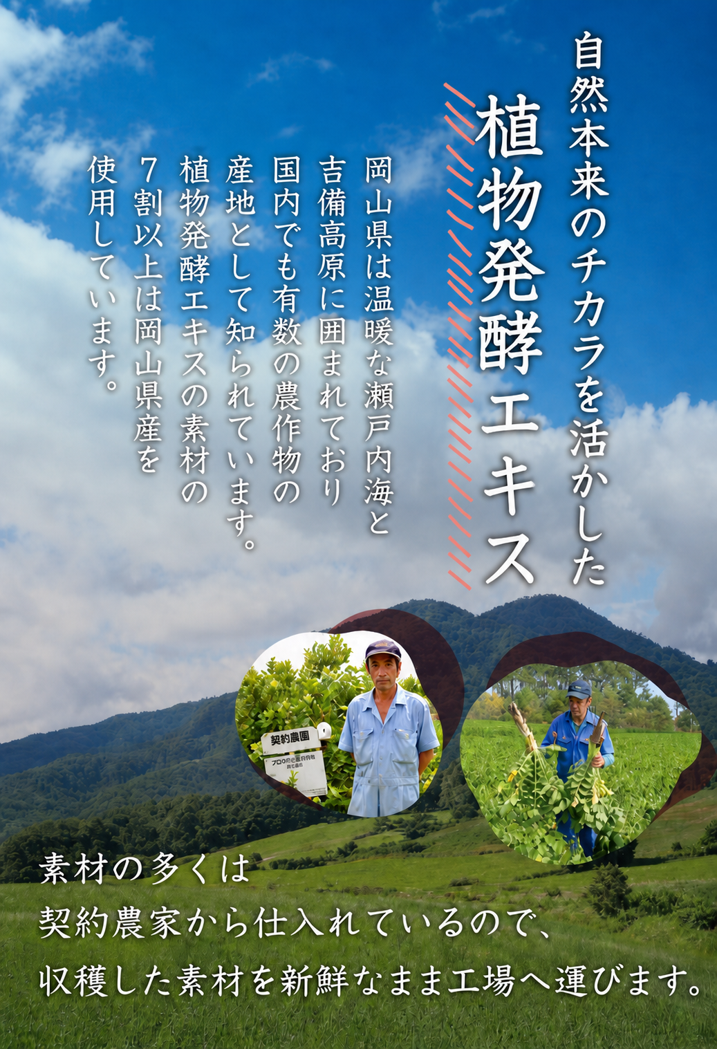 発酵美人茶漬け